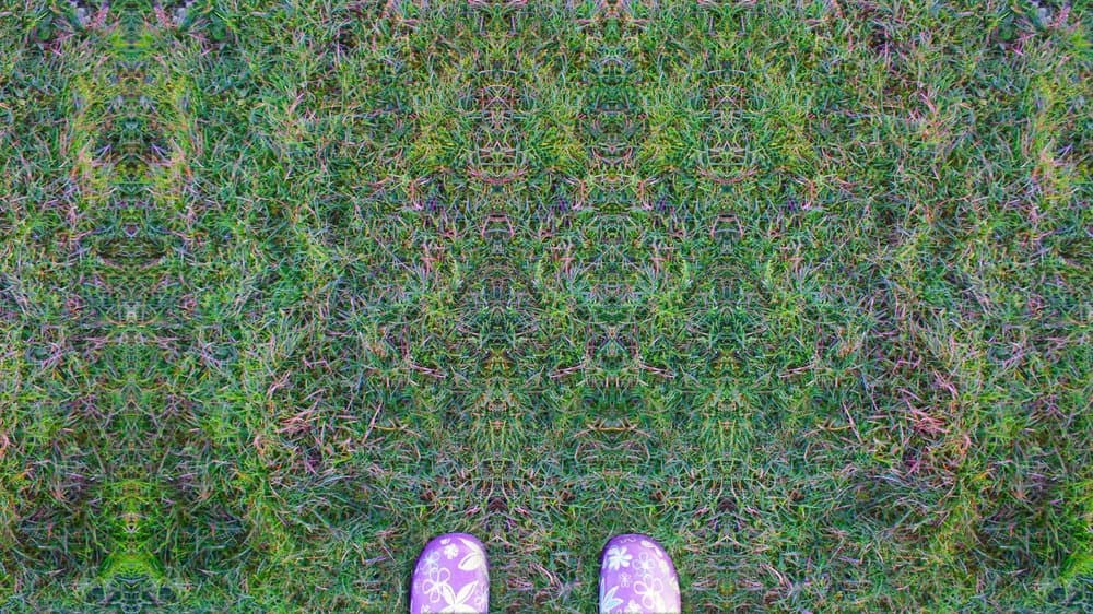 Grass