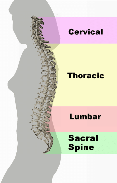 Different regions (curvatures) of the vertebral column.