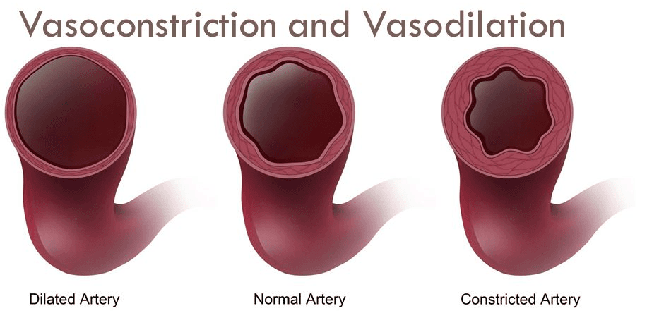 Vasoconstriction and Vasodilation