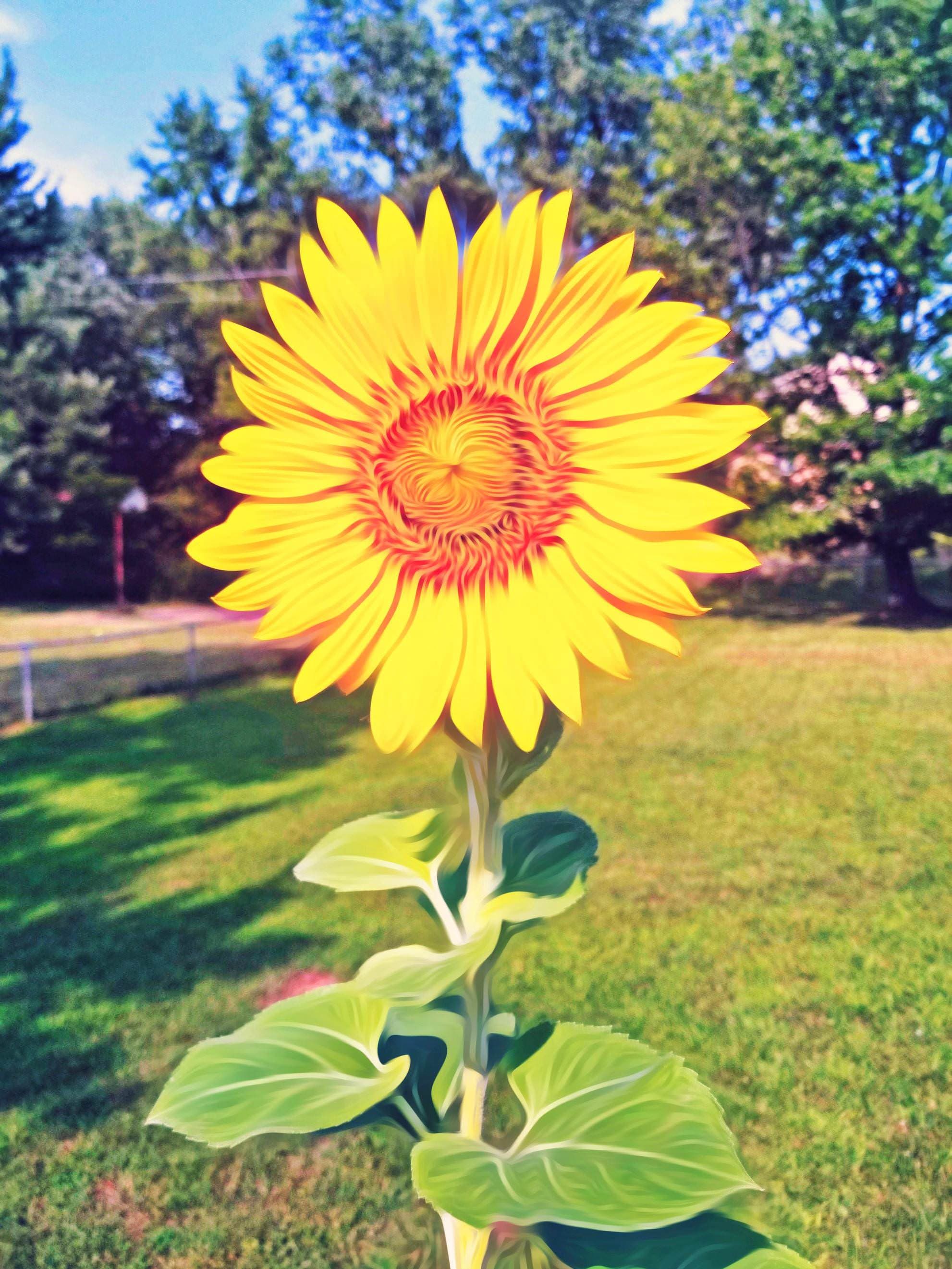LSD Sunflower