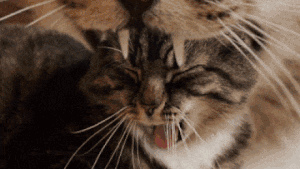 Recursive cat